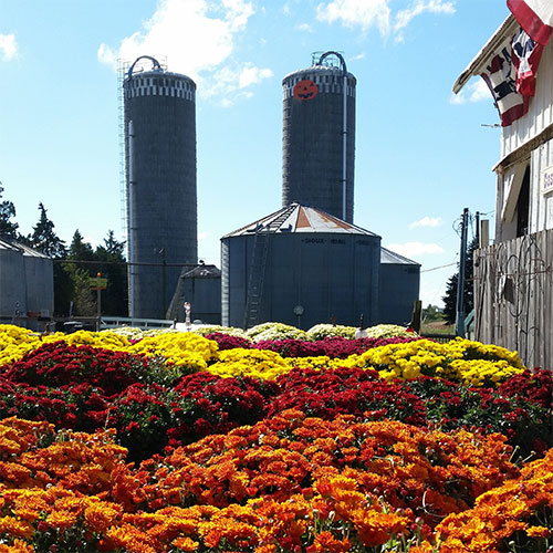 Bountiful fall mums for sale at Howell's garden center.