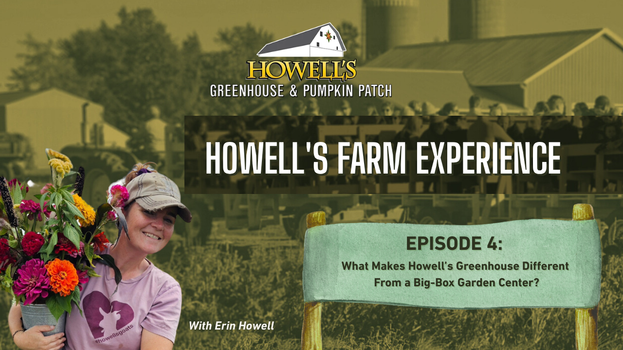 Erin Howell of Howell’s Greenhouse and Pumpkin Patch holding a vibrant floral bouquet for Episode 4 of the Howell's Farm Experience podcast, discussing the differences between a local Des Moines greenhouse and big-box garden centers
